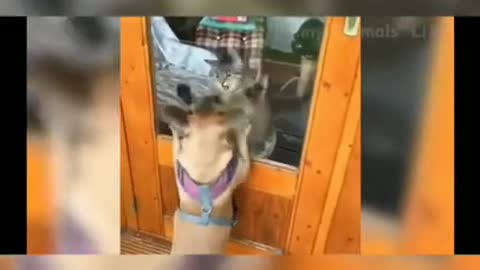 Baby Dogs - Cute and Funny Dog Video