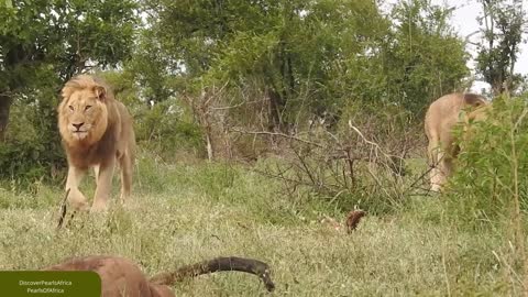 Two Friendly Lions keeping their Peace