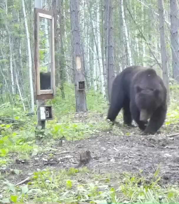 Bear finds a mirror ...