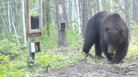 Bear finds a mirror ...