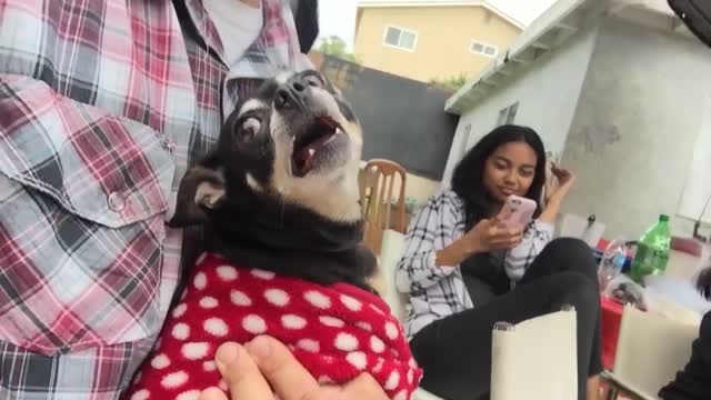 36 Angry Chihuahuas _ Try Not To Laugh _ That Pet Life