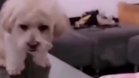 wow Funny dog video