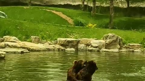 Brown bear