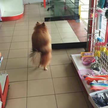 WATCH : Dog Walks Upright ! This is Adorably Hilarious 😍