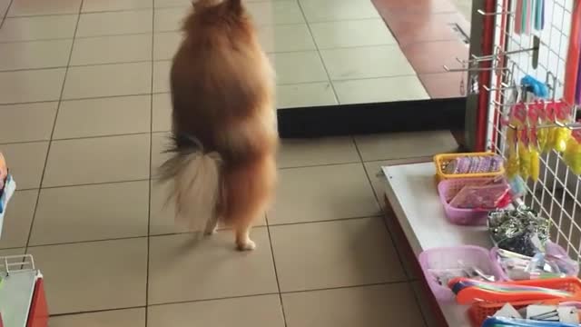 WATCH : Dog Walks Upright ! This is Adorably Hilarious 😍
