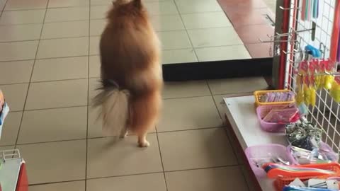 WATCH : Dog Walks Upright ! This is Adorably Hilarious 😍