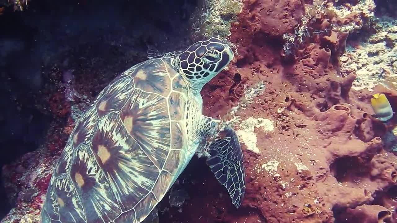 Turtle in underwater