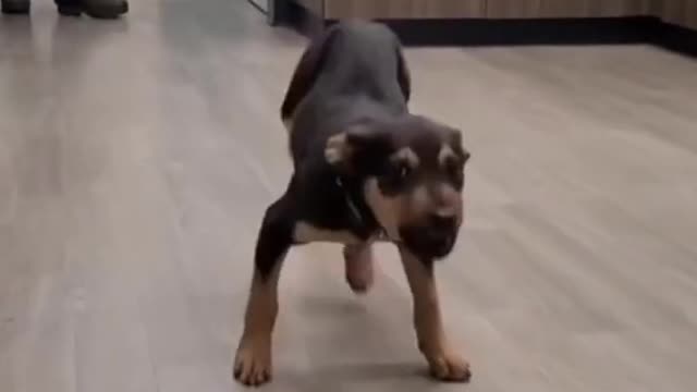 Dancing dog