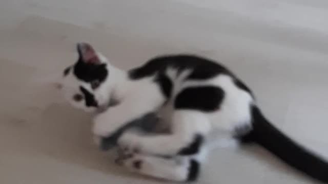 Hilarious little cat play with a mouse toy