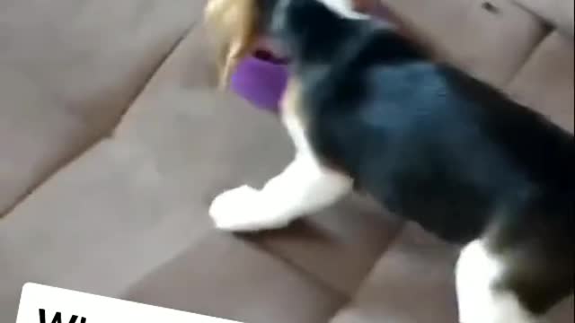 When dog's dreams become reality