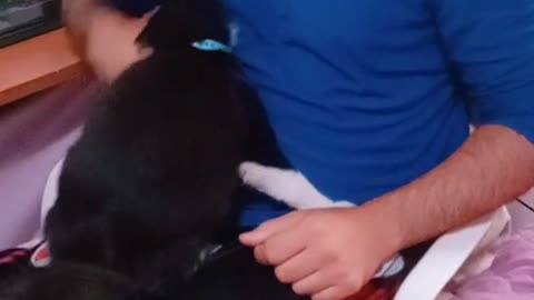 Ama a su papá humano!!😍