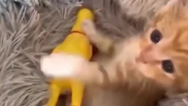 Cutest Cats in the world 🥰 Funny Cats, Lovely Cats Video Compilation #