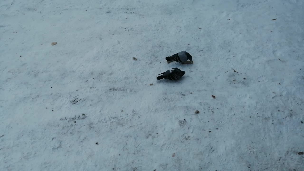 A flock of friendly pigeons is outside in winter weather.