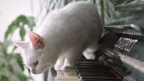 a-cat-jumping-away-from-the-piano-keyboard