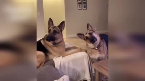 2023 funniest 😂animal funniest cats🐱and dogs🐶video