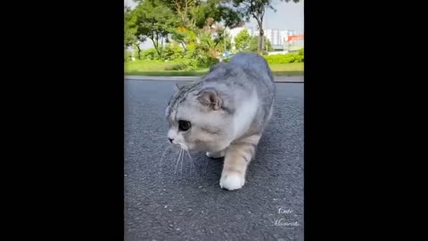 So cute Pets 😍 cute baby animals & Funny pets video compilation