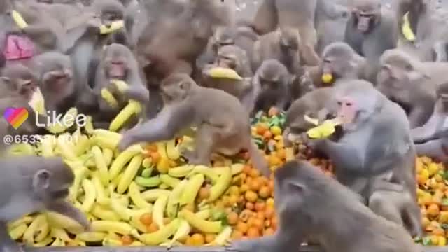 Many feeds monkeys