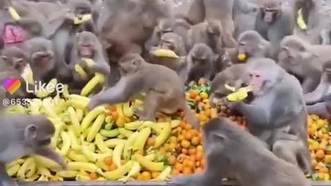 Many feeds monkeys