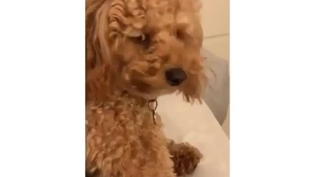 Dog is vibing with the tune, it is cute and funny !!!