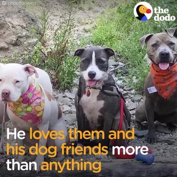 Pit Bull Loves To Hug His Family | The Dodo
