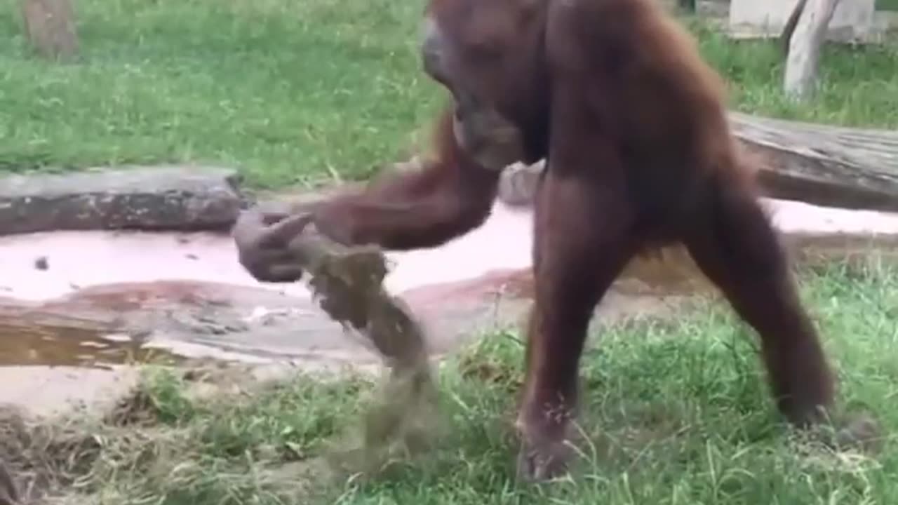 Funny animal videos