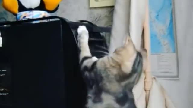 Super Funny Cats 2021