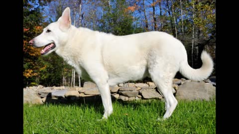 Huskies of South Alabama