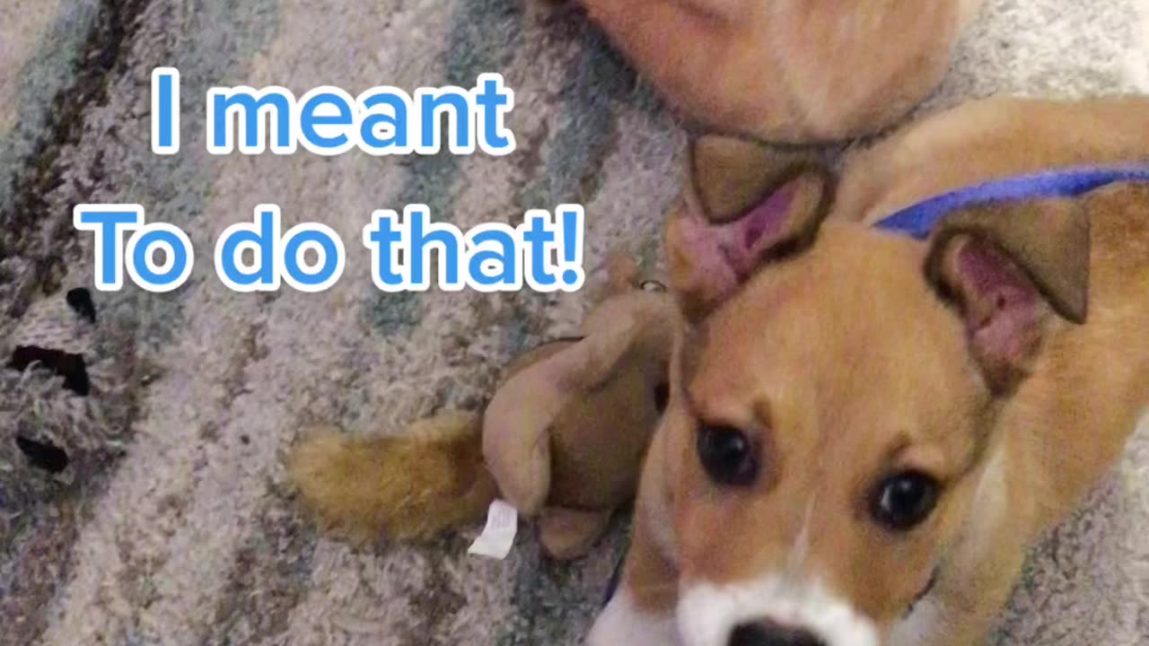 Baby Corky the Corgi plays with his new toy!