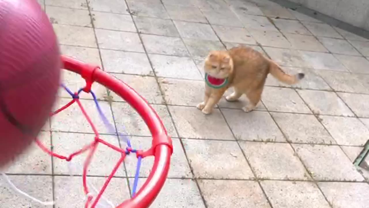 cat playing busket ball