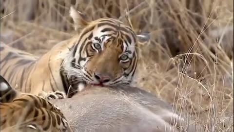 #discovery_discovery_channel_lions_eating_deer_with_her_family