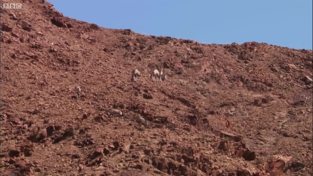 Lions Thriving in a Harsh Desert | BBC Earth