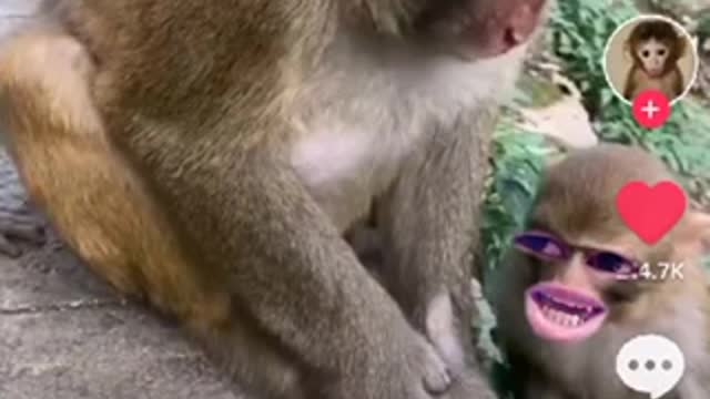 Funny Monkey video