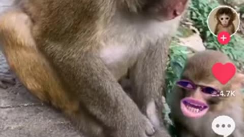 Funny Monkey video