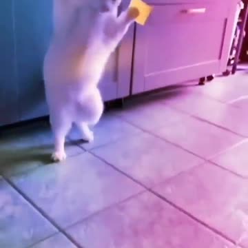 Funniest cats compilation