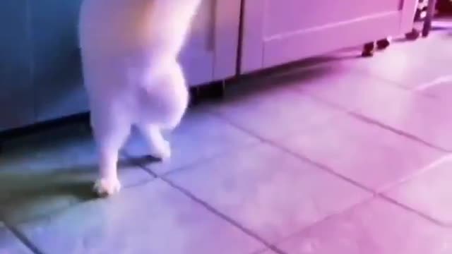 Funniest cats compilation