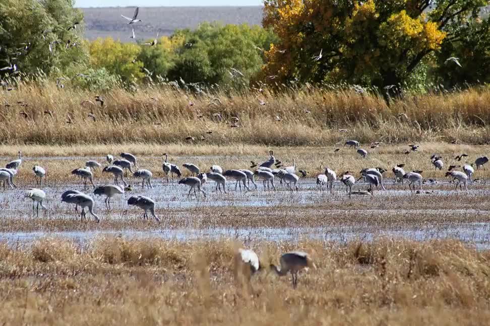 Bosque Del Apache hawk