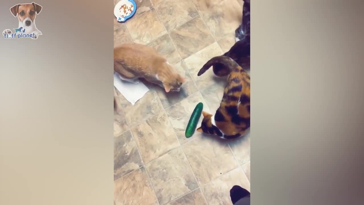 THE WAR BETWEEN CUCUMBERS AND CATS !!!!