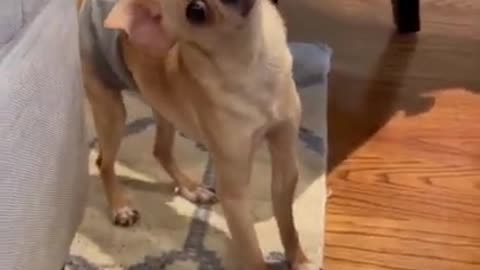 Funny doggos reaction :)