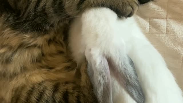 🐈Funny cut Cate video🐈