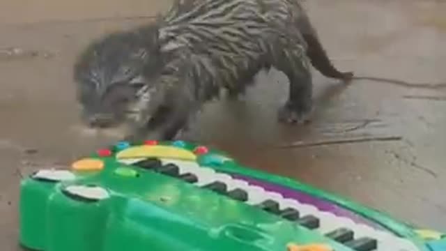 Baby otter plays piano.