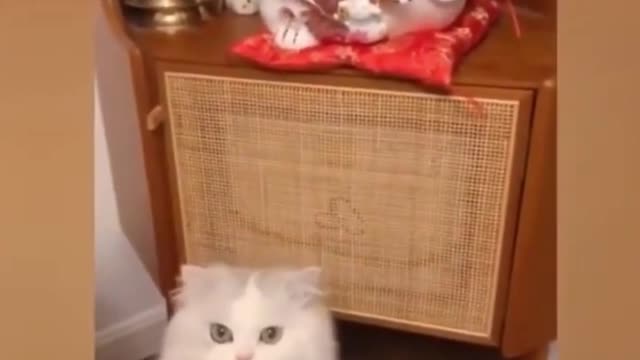 Funny cats. #funnycats #funnymoments #shorts