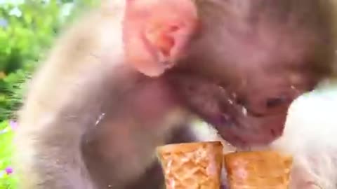 Monkey Baby Bon Bon and puppy eat ice cream and open Surprise egg at the swimming pool