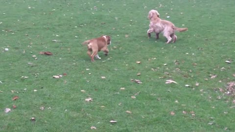 Cocker Murphy being a good lad with & EBD puppy Maggie.