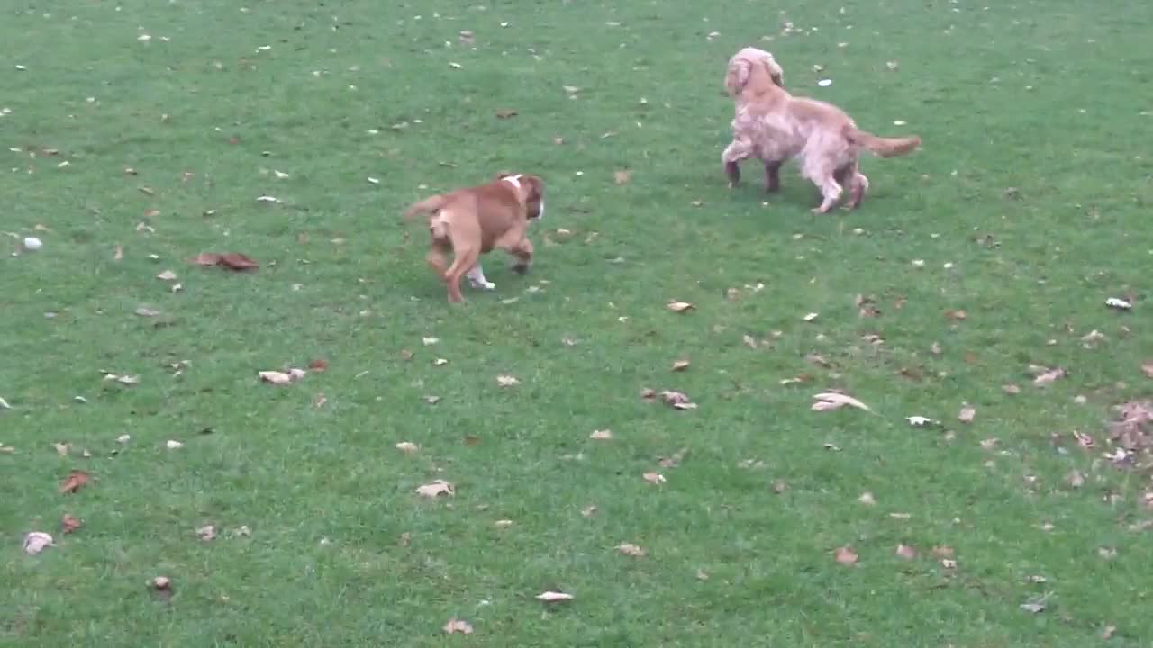 Cocker Murphy being a good lad with & EBD puppy Maggie.
