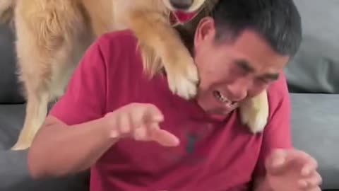 funny dog video