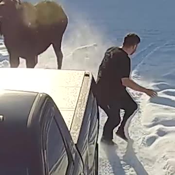 Brave Little Dog Scares Off Moose!