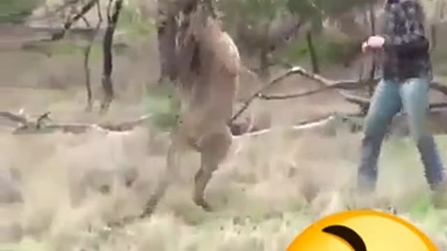 FUNNY VIDEOS - MAN FIGHTING WITH KANGAROO