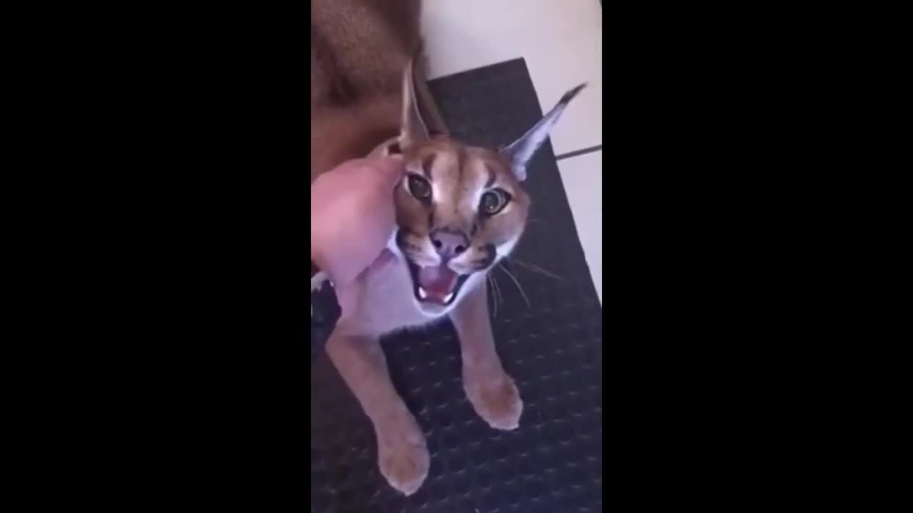 VERY FUNNIES CATS AND DOGS