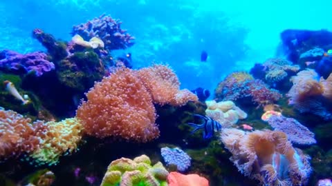 Relaxing Music | Sleeping, Meditation, Stress Relief | [5394] ⭐️