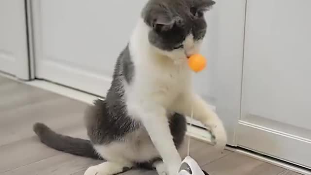 Kitten playing with little ball - Cute and Cute